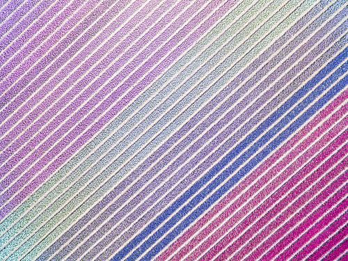 Diagonale hyacinten