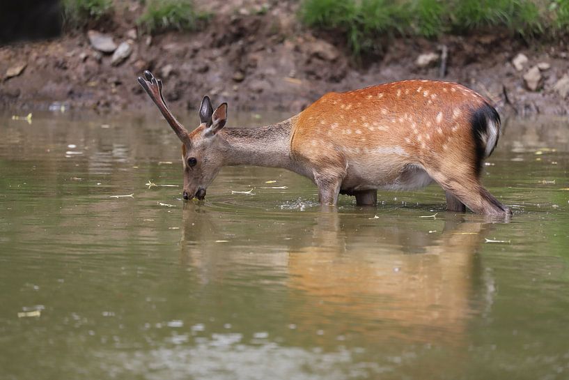 Game at the watering place by Heike Hultsch