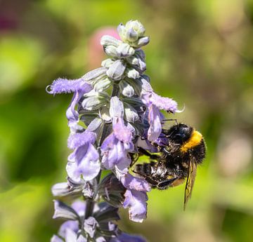 Macro van een hommel op een saliebloem van ManfredFotos