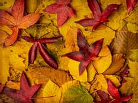 Herfstbladeren