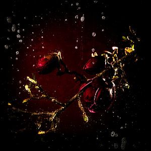 Tears off roses