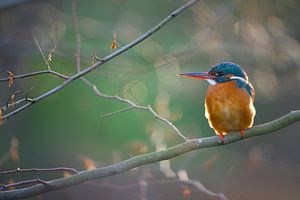 Eisvogel
