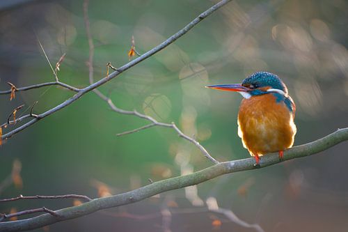 IJsvogel