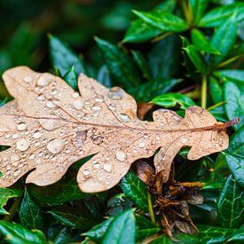 Leaf with raindrops on a hedge by Rico Ködder
