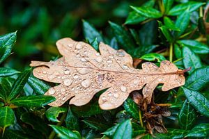 Blatt mit Regentropfen auf einer Hecke