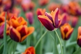 Tulpen von Vliner Flowers