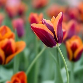 Tulipes sur Vliner Flowers