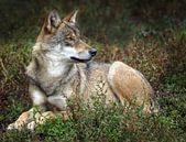 Wolf : Biotop Wildpark Anholter Schweiz von Loek Lobel Miniaturansicht