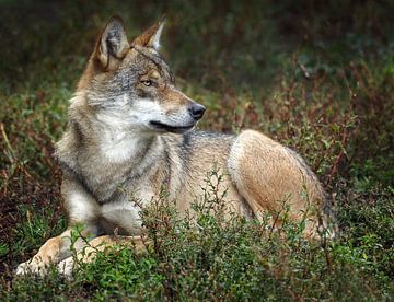 Wolf : biotoop wildpark Anholter Schweiz van Loek Lobel