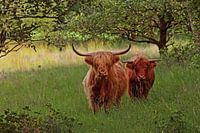 drentse hooglanders