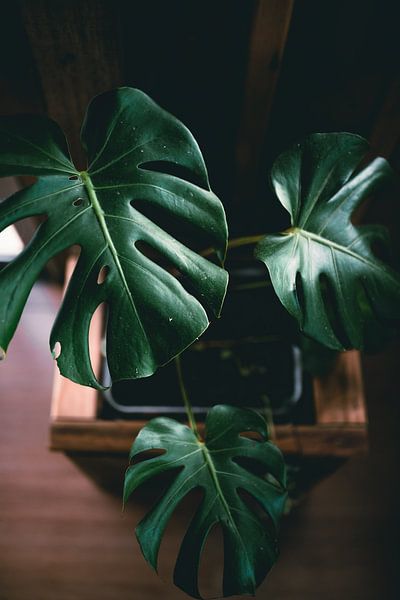 Monstera by Hello Pompoyo