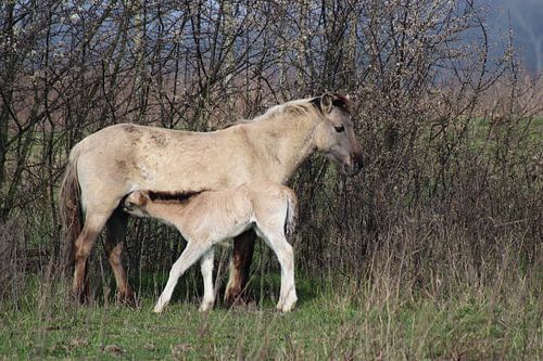 Chevaux Konik