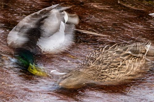 Slow-moving mallards