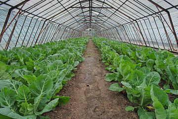 Oude tuinbouwkas met bloemkoolplanten van Gert van Santen