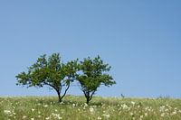 2 Bomen.
