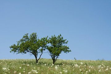 2 Bomen. van Jelmer Reyntjes