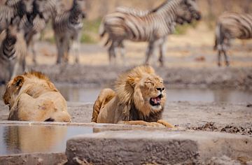 Paar leeuwen bij een waterpoel in Namibië, Afrika van Patrick Groß