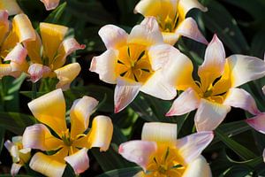 Spezielle Tulpe