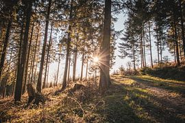 Het voorjaar in Sauerland van Robin Feldmann