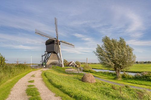 Windmühle in Kinderdijk