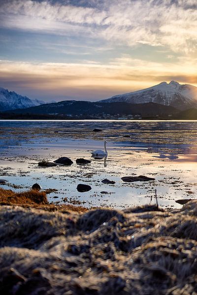 Swan during sunset in winter, Ålesund, Norway by qtx