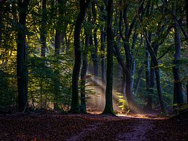 Herbst im Speulderbos von Kim Claessen