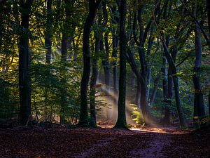 L'automne dans le Speulderbos