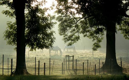 Paarden in de ochtendnevel
