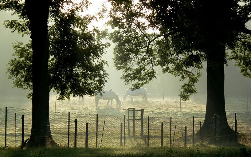 Paarden in de ochtendnevel von Pieter Veninga