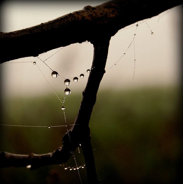 beauty by Vl-pictures Vera-linde