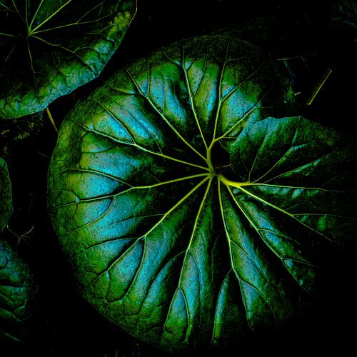 Blauwgroene bladeren Wavy Gravy