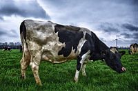 mooie friese koe