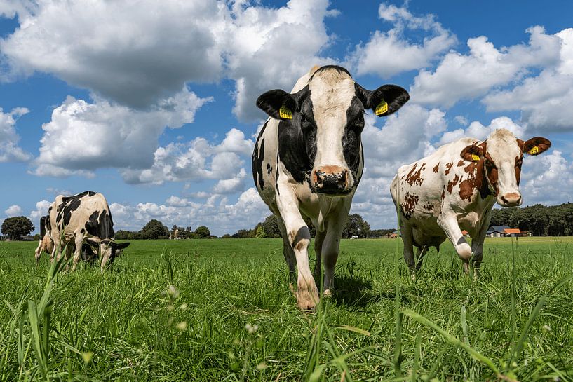 Dutch cows by Scandinavian Photography