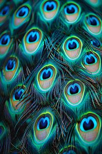 Blauwe pauw