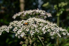 flower with beetle by hans kuhne