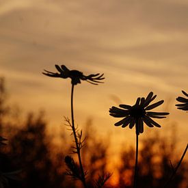 Zonsondergang bloemen van Willemijn