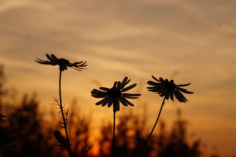 Blumen bei Sonnenuntergang von Willemijn