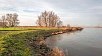 Nederlandse rivieroever in het winter seizoen van Ruud Morijn thumbnail