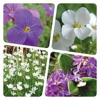 Flower collage purple white