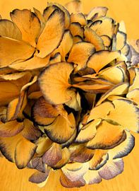 Close-up (macro) van gedroogde paarse hortensia (bloem) von Studio LE-gals