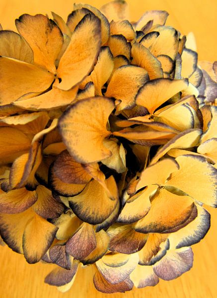 Close-up (macro) van gedroogde paarse hortensia (bloem) von Studio LE-gals