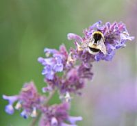 Lavendel