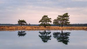 Bäume im Nationalpark Dwingelderveld