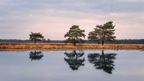 Les arbres du parc national Dwingelderveld