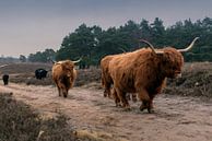 Schotse hooglander kudde op stap van Humphry Jacobs thumbnail