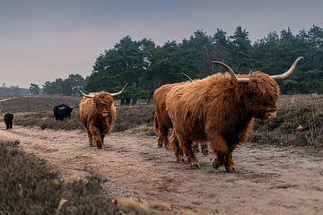 Schotse hooglander kudde op stap van Humphry Jacobs