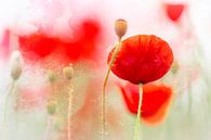 Blooming Poppies van Bob Daalder thumbnail