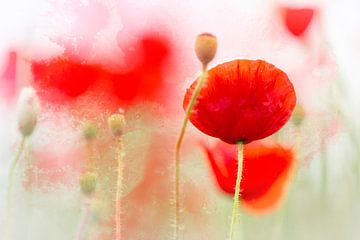 Blühenden Mohnblumen  von Bob Daalder