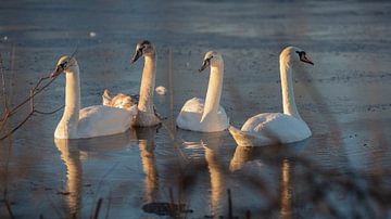 swans in the sun 2 by anne droogsma