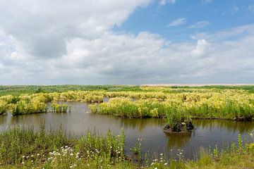 Landschap met moerasandijvie op de Marker Wadden van Niek